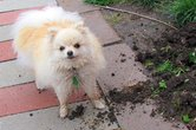 How to Stop Your Dog From Digging In Your Yard