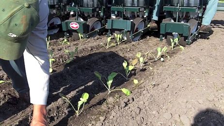 Planting Brussels Sprouts on the Organic Farm Video