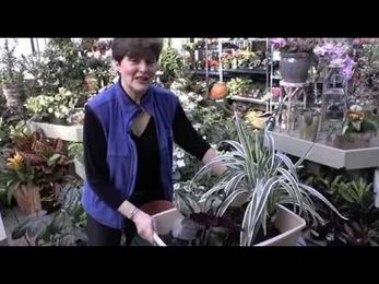 How To Re-Pot House Plants