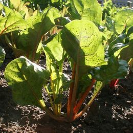 Using the moon as a planting guide