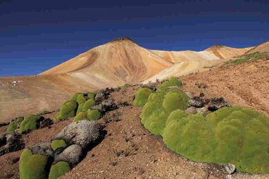 Intriguing Lime-Green Blobs Appear In The Andes Mountains. Are They Alive?