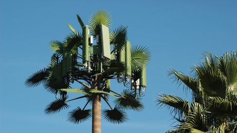 Why Your Local Cell Tower Looks Like A Half-Assed Tree