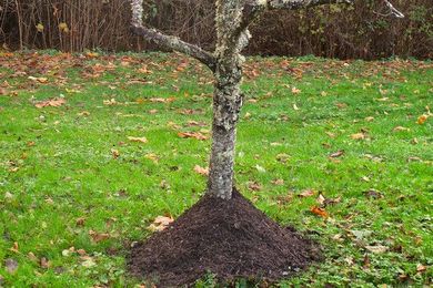 Seven Big Lawn and Garden Mistakes—and How to Avoid Them