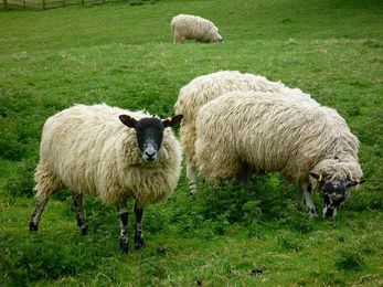 Sheep Identification: The Basics