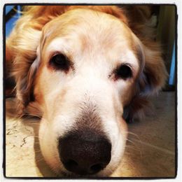 Top 5 Ways to Pamper Your Pets With Home Automation