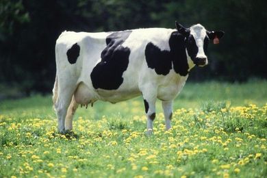 The Dairy-Lovers Guide to Paleo