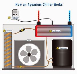 How to Set Up an Aquarium Chiller