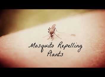 Prepare Your Yard With These Mosquito Repelling Plants