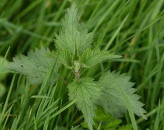 Weed Identification Needed For Effective Weed Control