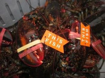 7 Things You Need to Know About the Sustainable Seafood Movement