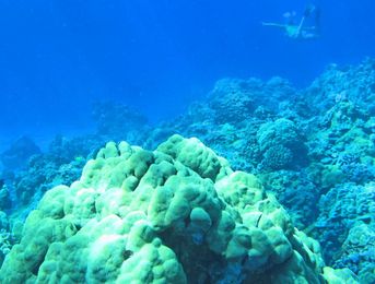 A Floating Workshop to Save Maui's Reefs