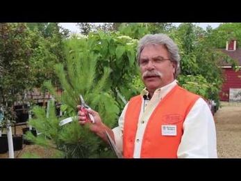 How To Prune Evergreens, Part 1