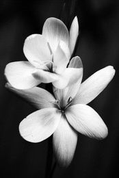 Ideas for Memorials and Tributes to Our Lost Loved Ones