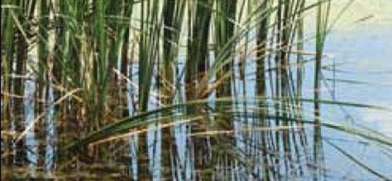 Masterflex in the Greenhouse (and Other Environmental Applications)