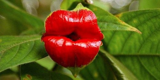 16 Flowers That Look Unbelievably Similar To Something Else