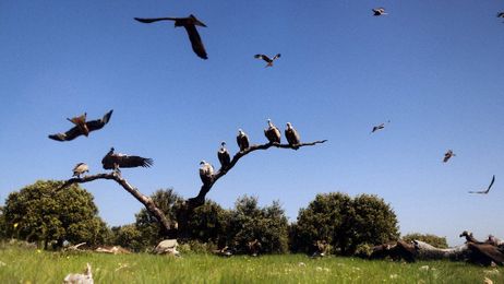 From Untended Farmland, Reserve Tries to Recreate Wilderness From Long Ago