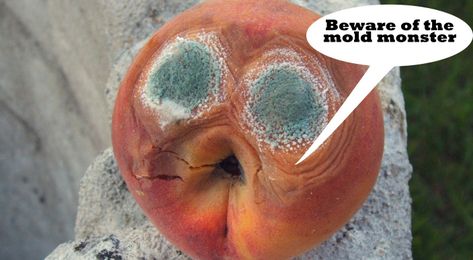 8 Bad "Facts" About Mold That Everyone Thinks Are True