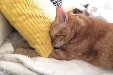 27 Cats Who Are Masters Of Making Biscuits