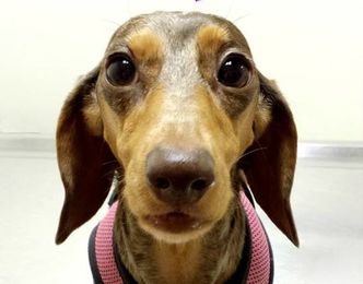 Regular Vet Visits Are as Important as Food and Love