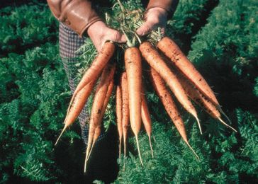 Cultivating Healthier Food & Environment on the Farm