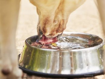 Can Ice Water Cause A Hot Dog to Bloat?