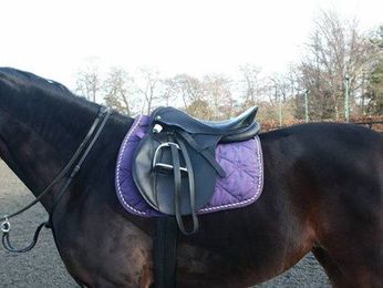 Study: Ill-fitting Saddles Behind Horse, Rider Back Pain