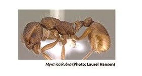 Corpse Removal Helps Ants Survive, Study Suggests