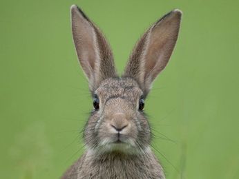 Tularemia Awareness is Critical to Prevention and Treatment