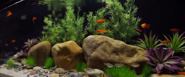 New Product: Aquarium Disco!