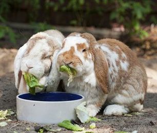 Understanding and Avoiding Rabbit Digestive Problems