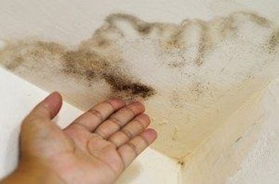 Learn How To Stop Mold From Taking Hold In Your Home!