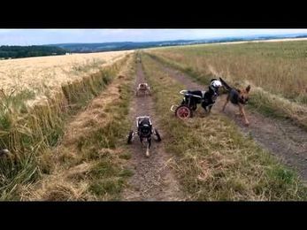 Dogs in Wheelchairs Play With a Stick
