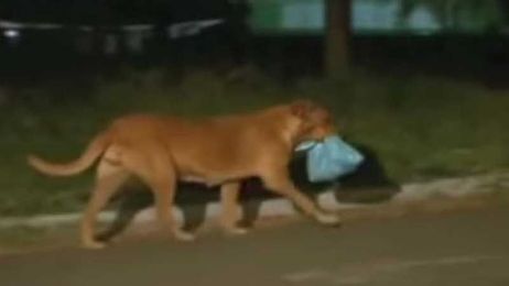 Dog travels eight miles each night to feed her friends