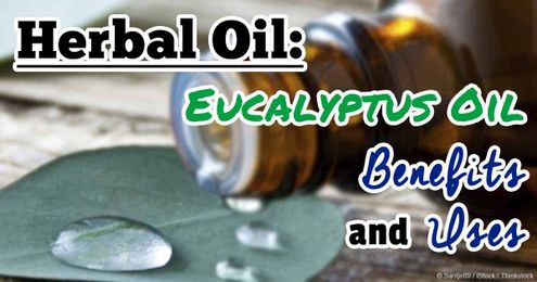 Herbal Oil: Eucalyptus Oil Benefits and Uses