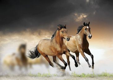 Psychotherapist borrows horse sense for book on human behavior