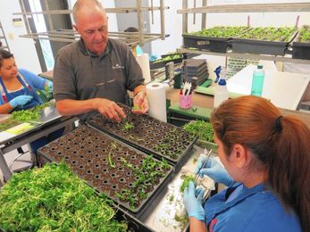 Plant cloner goes green to save water