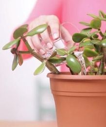 A Quick Tip for Healthier Plants