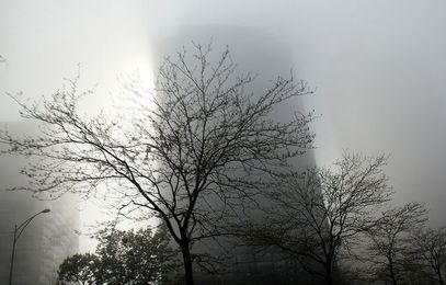 Trees Save 850 Lives a Year