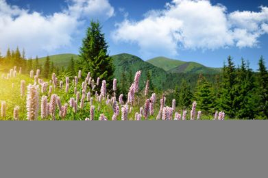 Joyful Responsibility of the Commons