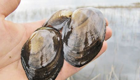 Clams gobble toxins to clean up streams