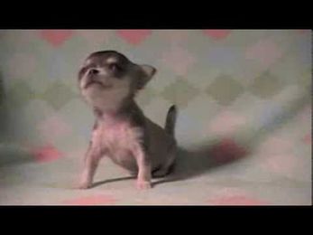 Willow 4wks & 8oz Learning to Walk!