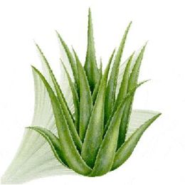 Are The Aloe Vera Benefits As Good As Is Claimed?