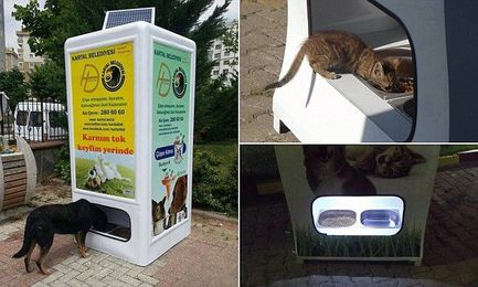 Meet the vending machine that feeds stray dogs in return for recycling