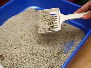Cleaning the Litter Box: How Often Is Best?
