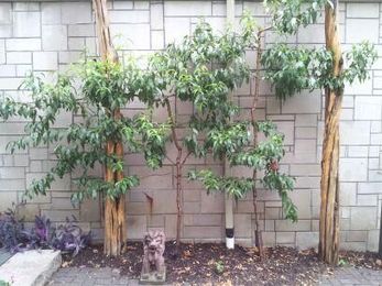 Training Your Trees Into An Espalier