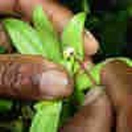 Real Vanilla Isn't Plain. It Depends On (Dare We Say It) Terroir