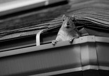 Use Gutter Helmet® to Squirrelproof Your Rain Gutter System