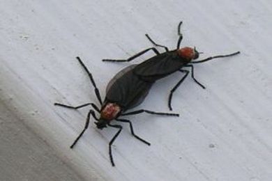 Cheap Tips for Removing Love Bugs from Your Automobile