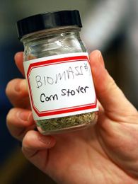 Chemists study mutated plants that may be better for biofuels