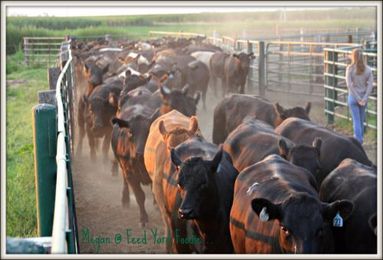 5 Reasons Why I Prefer a Cattle Feed Yard To a Shopping Mall…